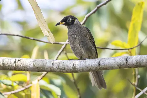 Bridled Honeyeater