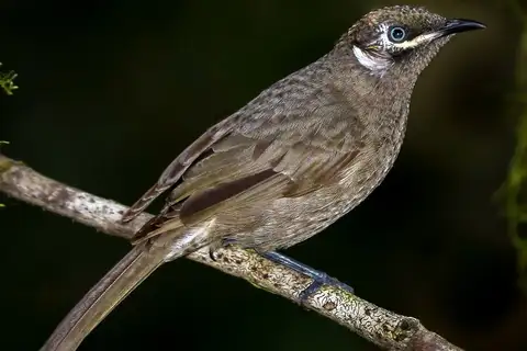 Eungella Honeyeater