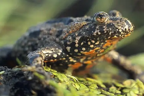 European Fire-Bellied Toad