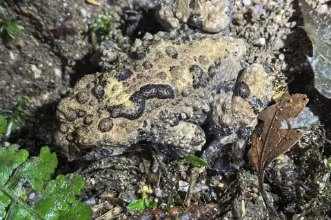Small-webbed Firebelly Toad