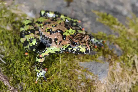 Oriental Fire-bellied Toad