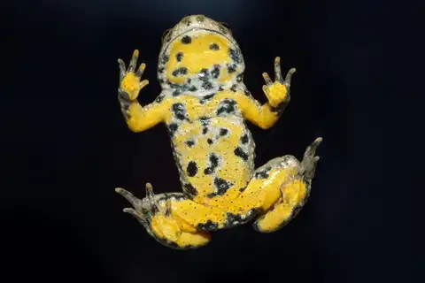 Yellow-bellied Toad