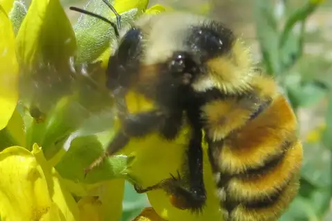 White-shouldered Bumble Bee