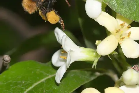 Fire-tailed Bumble Bee