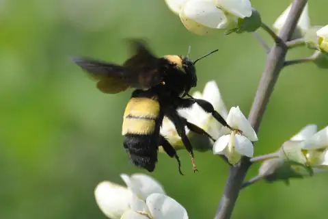 Black-and-gold Bumble Bee