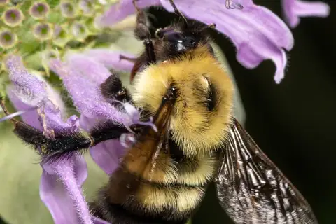 Two-spotted Bumble Bee