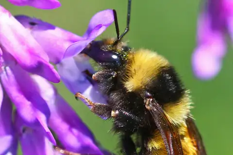 Northern Amber Bumble Bee