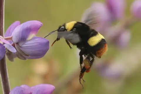 Crotch's Bumble Bee