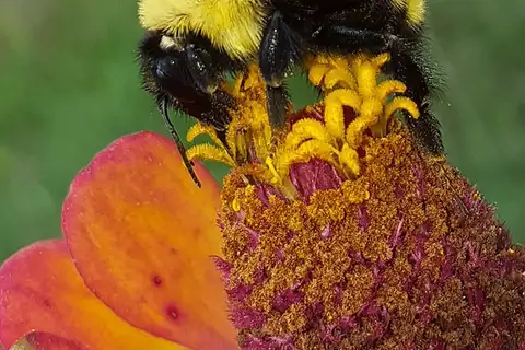 Golden Northern Bumble Bee