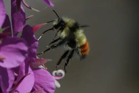 Yellow-fronted Bumble Bee