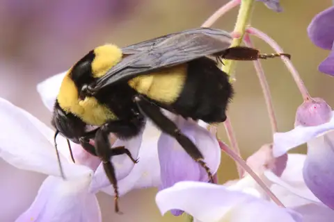 Southern Plains Bumble Bee