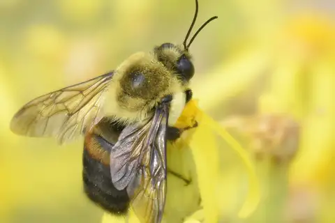 Brown-belted Bumble Bee