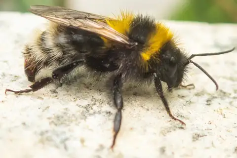 Garden Bumble Bee