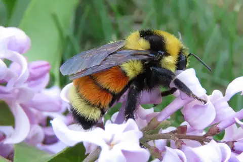 Hunt's Bumble Bee