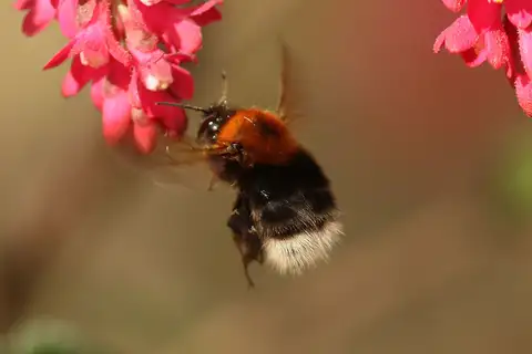 Tree Bumble Bee