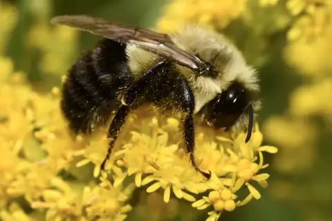 Common Eastern Bumble Bee