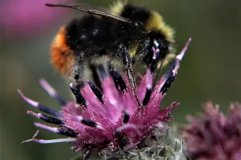Red-tailed Bumble Bee