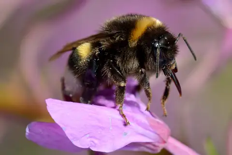 White-tailed Bumble Bee