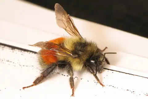 Black-tailed Bumble Bee