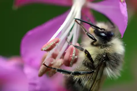 Fuzzy-Horned Bumble Bee