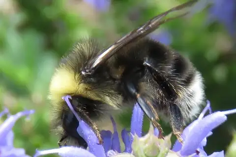 Western Bumble Bee
