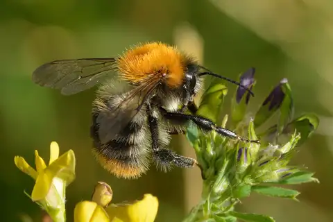 Common Carder Bumble Bee