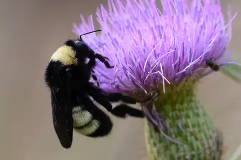 American Bumble Bee