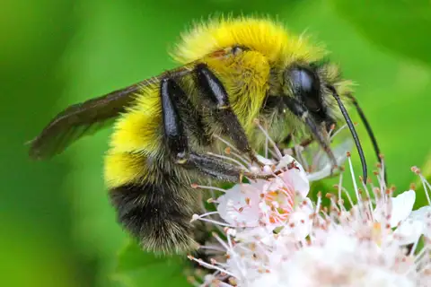 Perplexing Bumble Bee