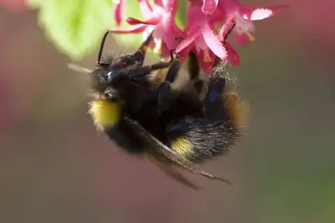 Early Bumble Bee