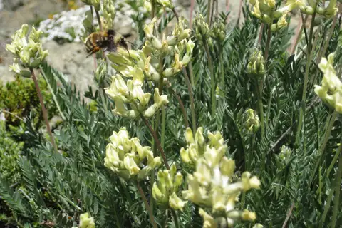 Red-belted Bumble Bee