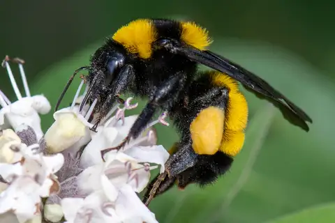 Sonoran Bumble Bee