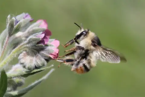 Shrill Carder-Bumble bee
