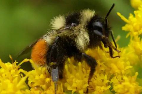 Tricolored Bumble Bee