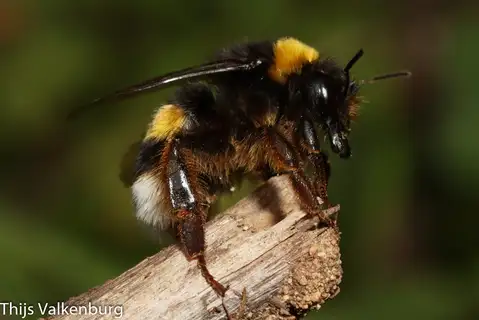 Buff-tailed Bumble Bee