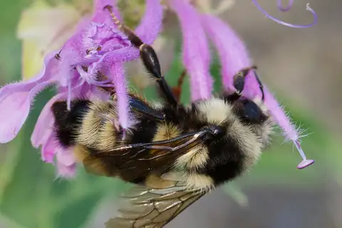 Vancouver Bumble Bee