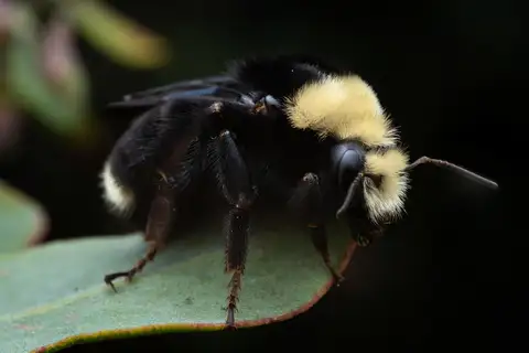 Yellow-faced Bumble Bee