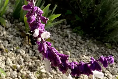 Wilmatte's Bumble Bee