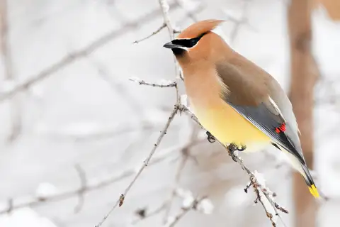 Cedar Waxwing
