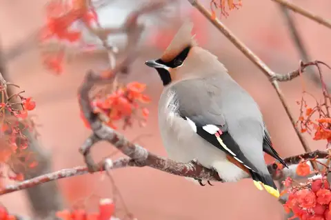 Bohemian Waxwing