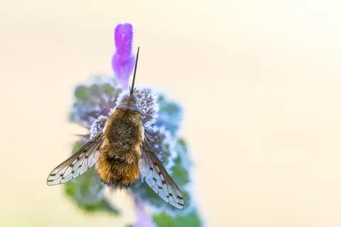 Dotted Bee Fly