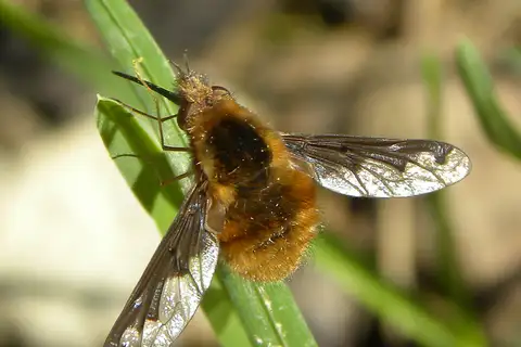 Greater Bee Fly