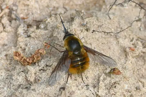 Bombylius mexicanus