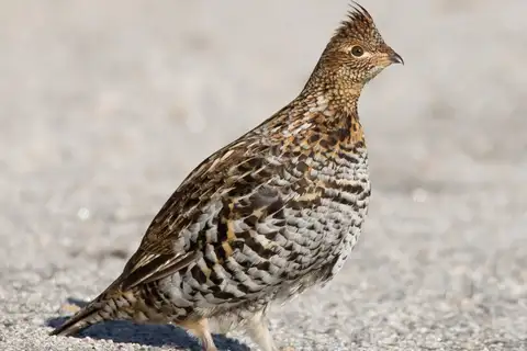 Ruffed Grouse