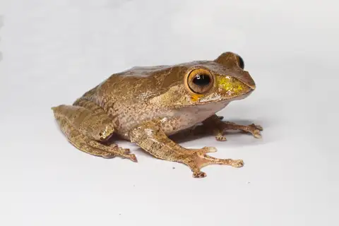 Madagascar Bright-eyed Frog