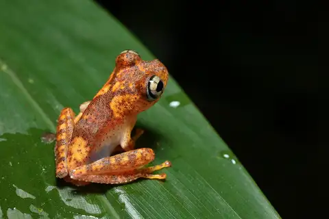 Red Bright-eyed Frog