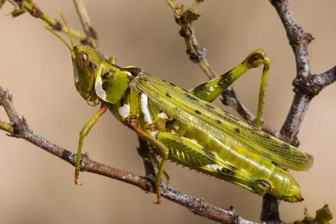 Creosote Bush Grasshopper