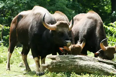 Gaur