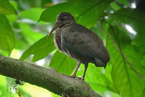 Sao Tome Ibis