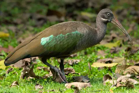 Hadada Ibis