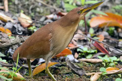Cinnamon Bittern